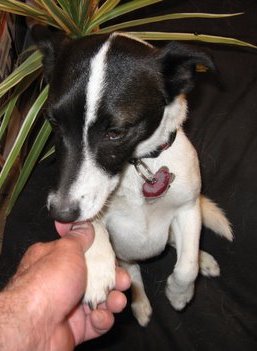 A small white terrier looking dog with a black masked head sitting up with a hand holding his front paw