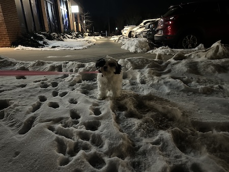 A little fluffy puppy standing unhappy in snow