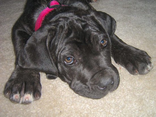 A large breed, black puppy with wrinkles and extra skin on her head, brown eyes and a black nose with very large paws laying down