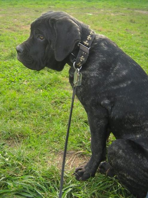 A black brindle puppy wiht a thick body, extra skin on her head and neck with droopy eyes sitting down in grass