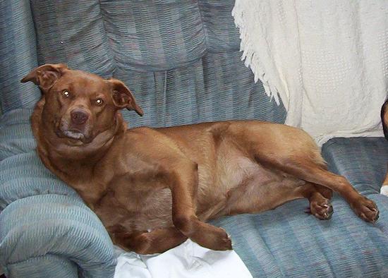 A large breed chocolate colored dog with rose shaped ears and a brown nose laying down on a blue couch