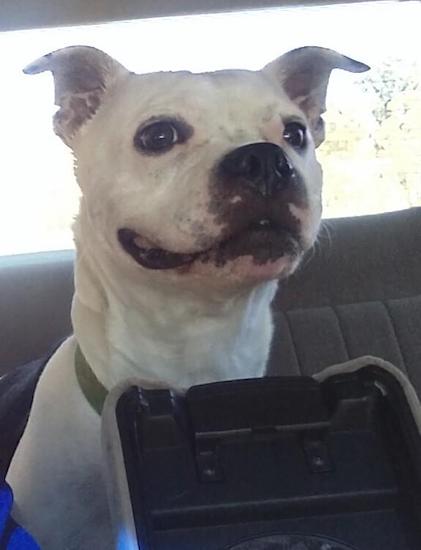 A white dog with short hair, a round head, rose ears, a boxy short muzzle, big black nose and dark eyes sitting in a car