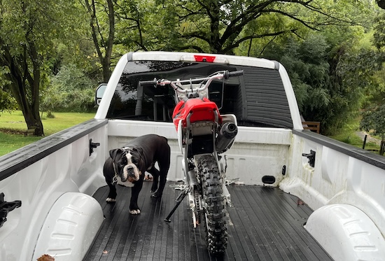A black and white tall bulldog standing in the back of a white Ford pick-up truck next to a motorcycle