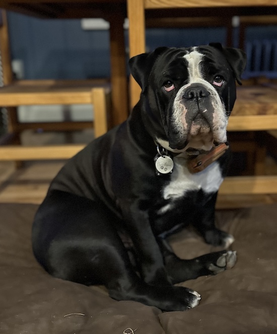 A black and white old school looking Bulldog sitting down