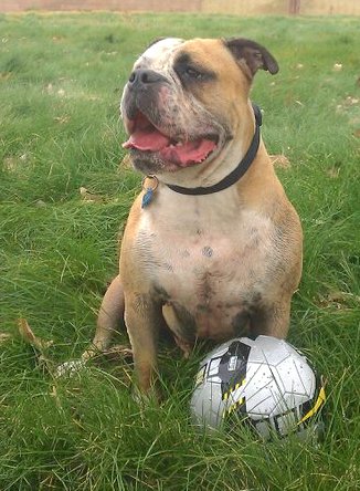 A wide-chested tan and white dog with a very large head, rose ears and a big mouth and nose sitting in grass in front of a soccer ball