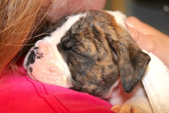 A person in a hot pink shirt holding a little white and brown brindle puppy over their shoulder