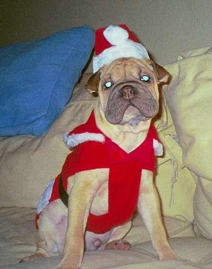 A thick-bodied, wrinkly dog with extra skin and a boxy head wearing a Santa costume sitting down