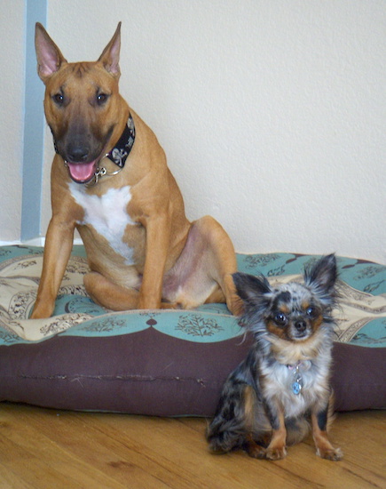 A wide, muscular fawn dog wiht large ears that stand up to a point, a white chest and a wide muzzle sitting on a bed with a small colorful Chihuahua sitting in front of him