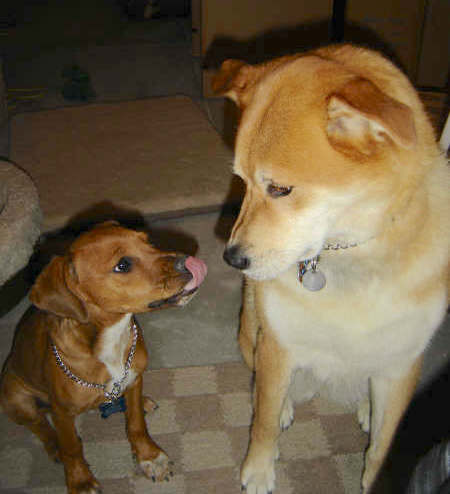 A little brown puppy with a white chest licking towards a large red fawn with cream dog both sitting down