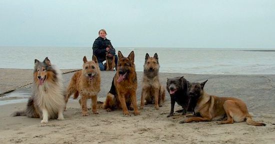 Six large breed dogs lined up on a beach with a girl holding a puppy in the background