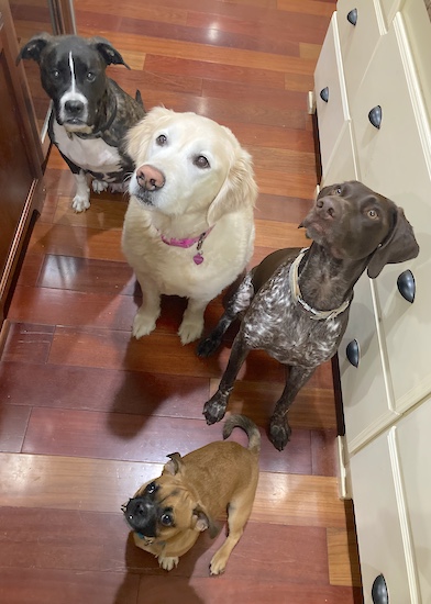 Four dogs sitting down together on a hardwood floor