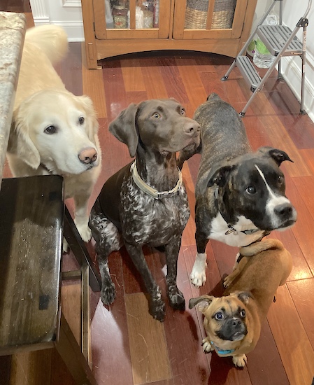 Four dogs, three large breed dogs and one medium-sized puppy gathered together in a kitchen