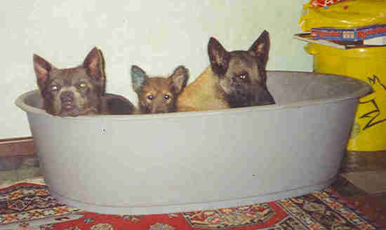 Three dogs, two adults and one puppy in a high sided gray dog bed laying down