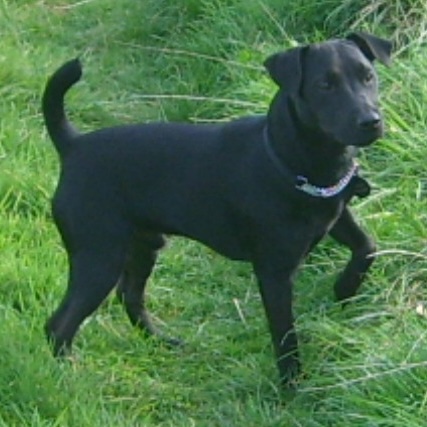 A medium sized black dog standing outside in the grass