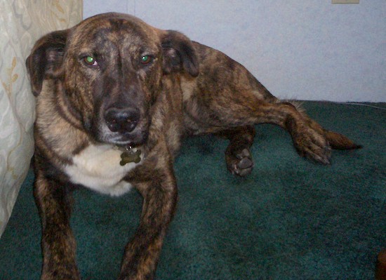 A large breed brindle, tan with black markings and a white chest, rose ears that hang to the sides, and large black nose and wide forehead laying down