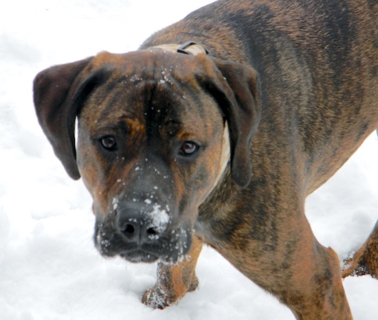 Looking down at a big brown with black brindle dog with a black stripe down the center of his face to his big black nose standing in snow