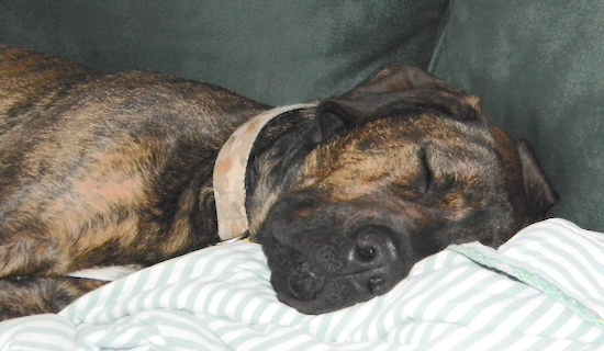 A black and tan brindle large breed dog with a big head, a boxy snout and big black nose laying down sleeping on a couch