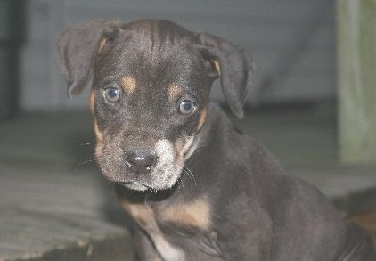 A little gray and tan puppy with gray eyes and ears that hang to the sides sitting down