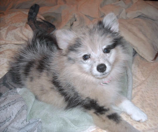 A little fluffy white dog with various shades of gray, tan and black splashed together on her coat laying down