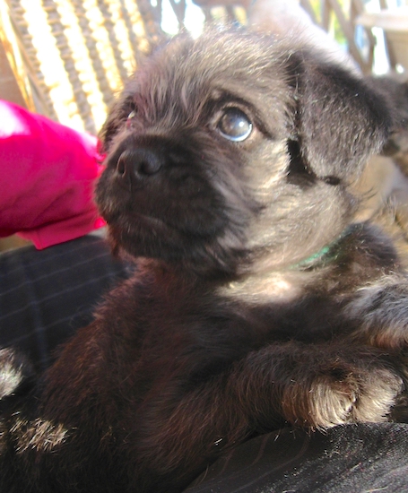 A little dark brown and black puppy laying down looking up to the left
