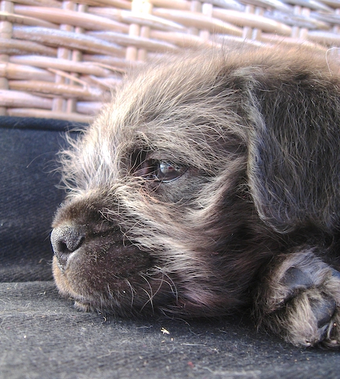 Close up head shot of a wiry looking gray and black puppy with a pushed back face, dark eyes and a black nose laying down