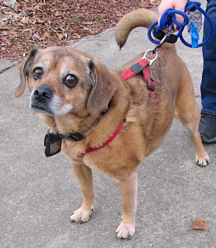 An adult senior brown Puggle dog with graying on his muzzle, brown eyes and a ring tail standing on a sidewalk