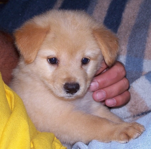 A flutty little cream and fawn colored dog with v-shaped ears that fold to the front, dark eyes and a black nose being held by a person