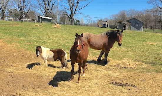 A brown and white pony, a brown horse and a brownish tan horse with a black mane standing in a feild