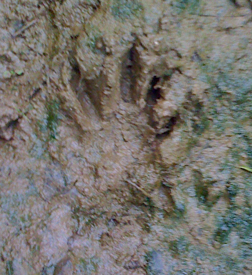 A small paw print with five toes in the mud