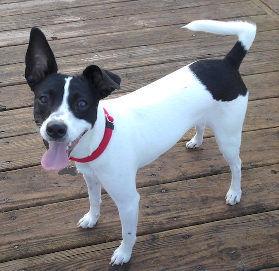 A black and white dog with one ear that stands up adn one ear that folds over at the tip, a long tail dark eyes and a black nose standing on a deck