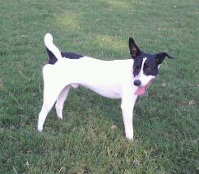 A black and white dog with a ring tail the curls over the back, large ears and a long white body standing in grass