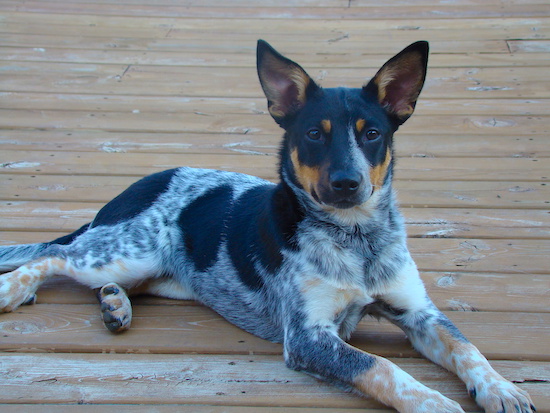 A black, tan and white ticked patterned dog with dark almond shaped eyes, a black nose and large ears that are set wide apart standing up straight to a point