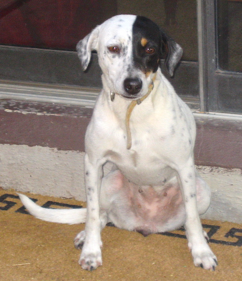 A white, black and tan dog with a white body, half her face black with tan around one eye, black ticking, ears that hang to the sides sitting down in front of a sliding glass door