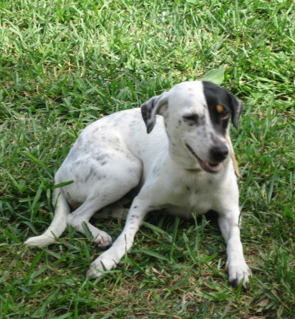 A white dog with black ticking on her body, half her face black with tan above her eye laying down in grass