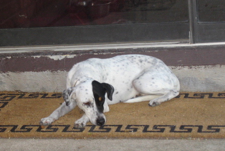 A white, black and tan dog with black spots on her body laying down in front of a door