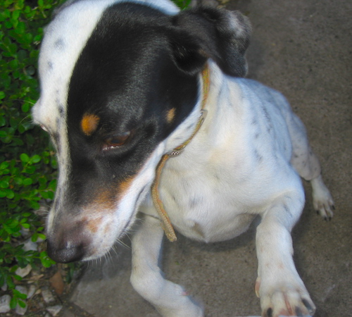 A dog with half of her face black with tan marks and the other half of her face white with ticking spots jumping up
