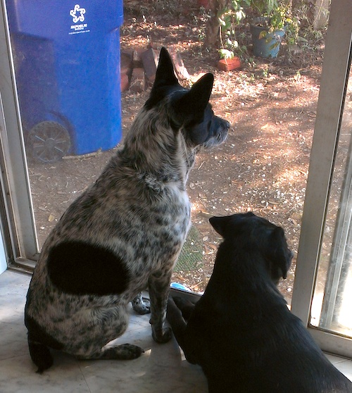 A black and white dog sitting next to a solid black dog in front of a glass door inside of a house