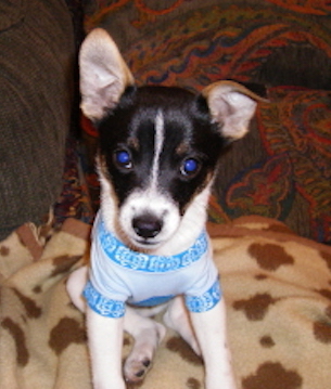 A little black and white puppy with one ear standing up and the other flopped over at the tip wearing a blue shirt sitting down