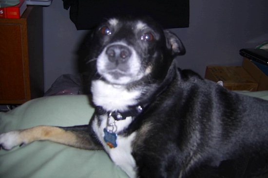 A black, white and tan dog with a white chest, tan on his legs, white at the end of his muzzle and white dash marks above each eye laying on a bed