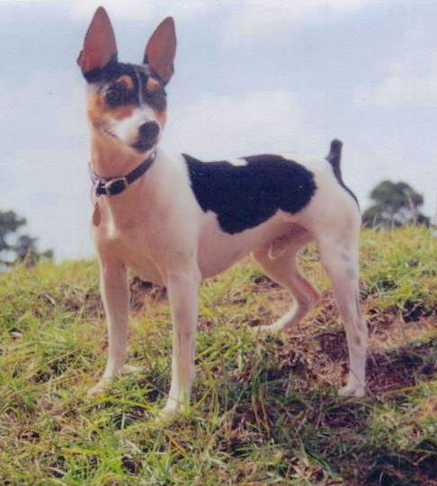 A tricolor black, tan and white dog with large ears that stand up to a point with a docked tail and a symmetrical face standing on a grassy hill
