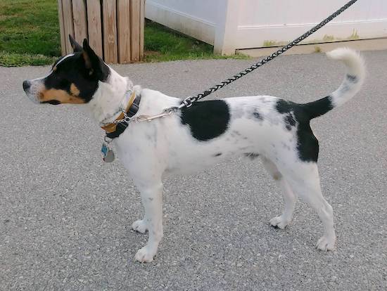 Sideview of a tricolor white black and tan dog with a long tail that is curled at the tip standing and looking to the left