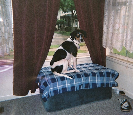A tricolor hound looking dog sitting in front of a bay window