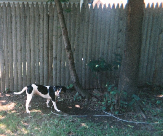 A tricolor hound looking dog digging a hole under a tree