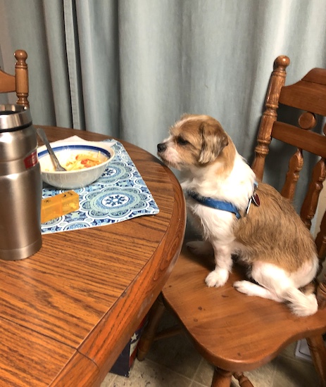 A little tan and white dog with short hanging ears wearing a blue harness sitting on a kitchen chair at the table looking at a bowl of food