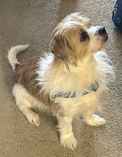 A wire haired tan and white dog with long white hair covering up the blue harness he is wearing sitting down on a tan rug looking up