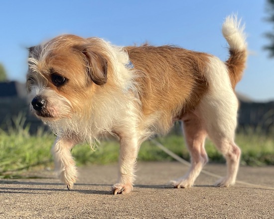 A little wiry-looking tan and white dog with short legs, dark eyes and a black nose with ears that hang to the sides walking across a sidewalk