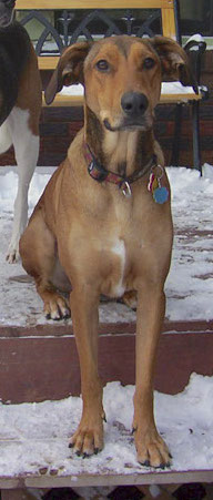 A fawn dog with black and white markings with rose ears, a large black nose and brown eyes sitting in the snow on a step outside