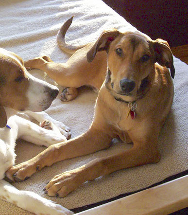 A tan dog with black markings, ears that hang out and down to the sides laying down next to a hound dog