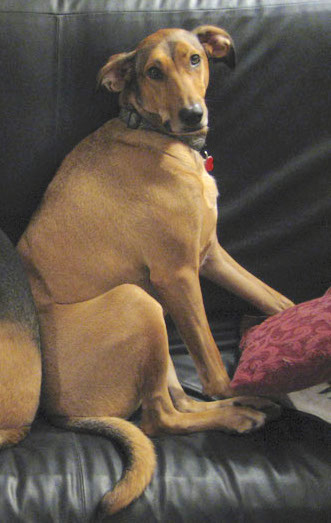 A large breed fawn dog with black markings sitting on a leather couch