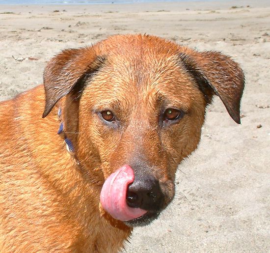 A fawn colored dog with black tipped fur, brown eyes and a black nose standing on a sandy beach soaking wet licking her lips